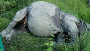 नारायणी किनारमा मृत गैडा फेला