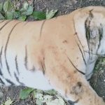 वेदघारी सामुदायिक वनमा वयस्क बाघ मृत फेला