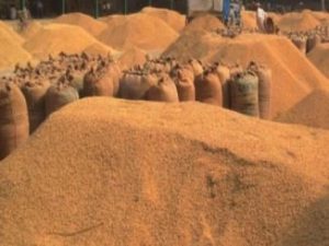 बारामा धान उत्पादन ५० प्रतिशत घट्यो