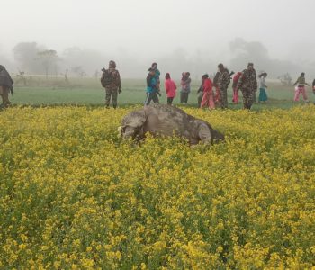 कावासोती-१०मा मृत गैडा फेला: करेन्ट लागेर मरेको आशंका