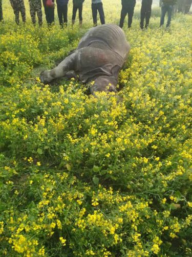 गैडा मृत प्रकरण:अनुसन्धानका लागि  जग्गाधनी निकुञ्जको नियन्त्रणमा
