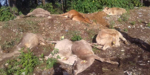 झुण्ड्याएर मारिएको अवस्थामा आधा दर्जनभन्दा बढी गाईको शव भेटियो