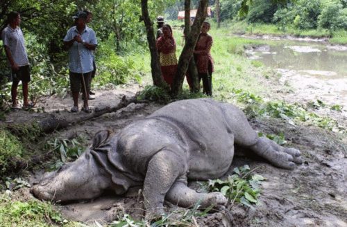 आठ महिनामा २० गैँडाको प्राकृतिक कारणले मृत्यु