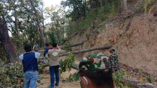 लकडाउनमा नवलपुरमा बढयो तस्करी : ठूलो परिमाणमा काठ बरामद