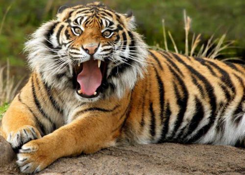 चिडियाखानाको बाघमा कोरोना भाइरस संक्रमण पुष्टी