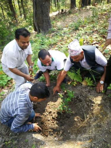 तरुणदल गैँडाकोटद्धारा मौलाकालिकामा वृक्षारोपण