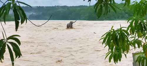 नारायणीमा पानीको बहाव उच्च,खतराको तह पार गर्यो: फोटो फिचर