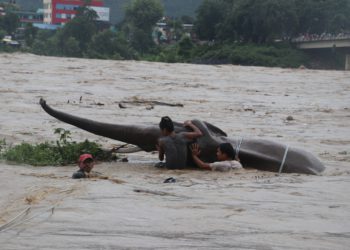 नारायणीको बाढीले हात्तीको दुबै प्रतिमा बगायो