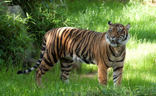 विश्व बाघ दिवसः नेपालमा बाघको सङ्ख्या ‘धान्ने क्षमता’ चार सय