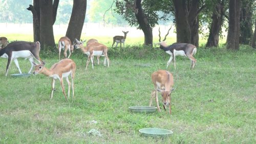 स्थानान्तरण गरी ल्याइएका कृष्णसारको संख्या बढ्दै