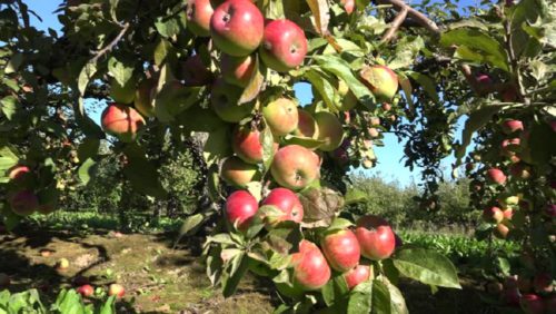 नेपाली स्याउले बजार पाएन, विदेशबाट साढे चार अर्बको आयात