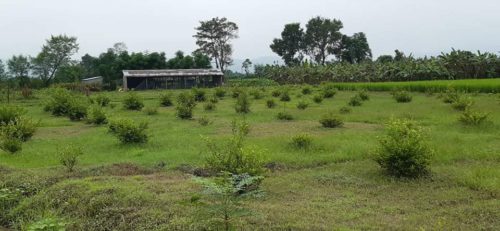 नवलपुरका कृषक व्यवसायिक कागती खेती तर्फ आर्कषित