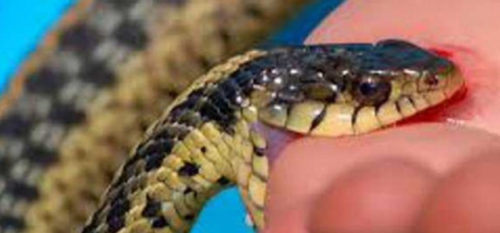 भरतपुरमा तीन जनालाई सर्पले डस्यो : एकको मृत्यु दुई गम्भीर