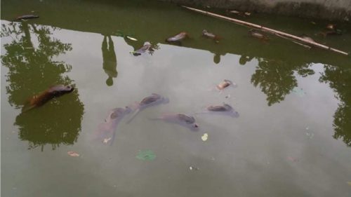 सिंचाइका लागि निर्माण गरिएको पोखरीमा डुबेर २२ वटा बाँदर मरे, १२को उद्धार