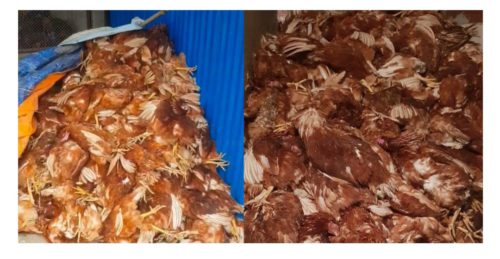 चितवनका कुखुरामा ‘एच नाइन’ संक्रमण पुष्टि, ६ हजार भन्दा बढी कुखुरा मरे