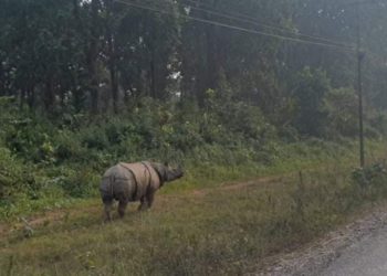 दिनहुँ राजमार्गमा निस्कन्छ गैंडा