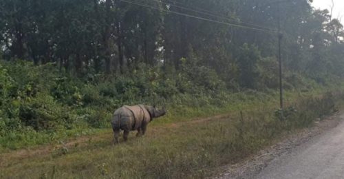 दिनहुँ राजमार्गमा निस्कन्छ गैंडा