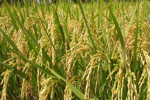 अनुकूल वातावरणको अभाव भएपछि लोप हुँदै घैया धान