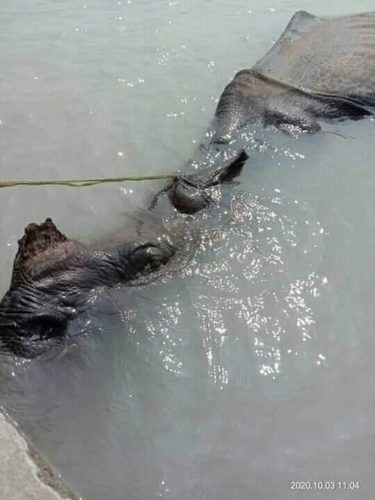 पानीमा डुबेर गैंडाको मृत्यु