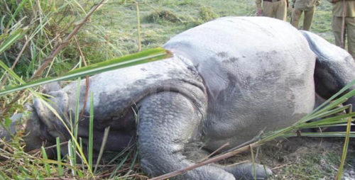 तस्करले गैँडा मार्न थालेपछि नयाँ रणनीति अपनाउँदै निकुञ्ज