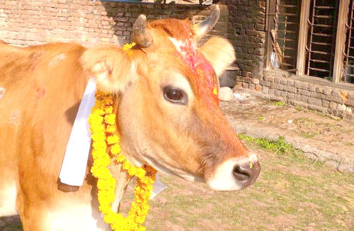 आज गाई-गोरु तिहार मनाइँदै, नेवार समुदायमा म्ह पूजा