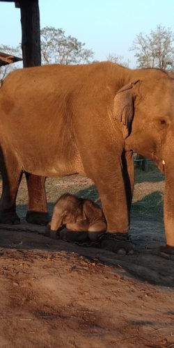 चितवन राष्ट्रिय निकुञ्जमा जन्मिईन रोनाल्डोकी छोरी