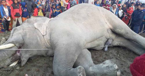 धानखेतमा करेण्ट लागेर हात्तीको मृत्यु