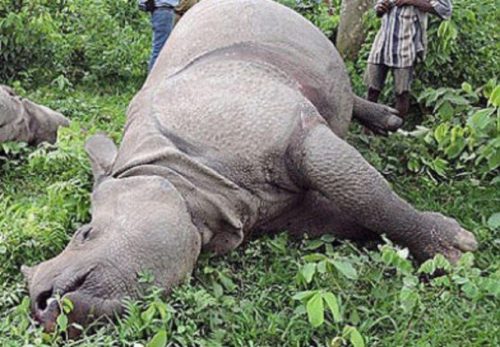 चितवन राष्ट्रिय निकुञ्जमा फेरि अर्को गैंडा मृत फेला