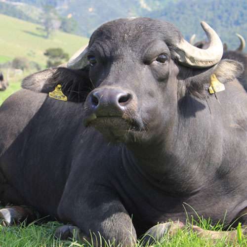 भैँसीले सुल्झायो चोरीको घटना