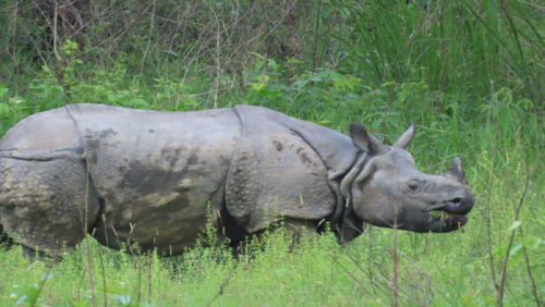 यस वर्षको हिउँदमा गैँडा गणना हुने