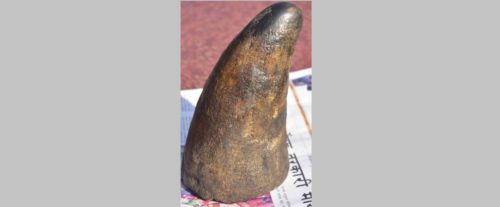 गैंडाको खाग सहित ५ जना पक्राउ