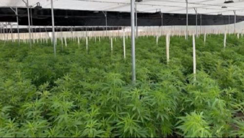 नेपालमा पनि गाँजालाई वैधानिकता दिनु पर्ने विषयमा बहस सुरु