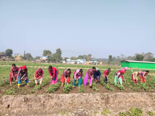 कावासोतीका किसान आलु खेतीमा आकर्षित