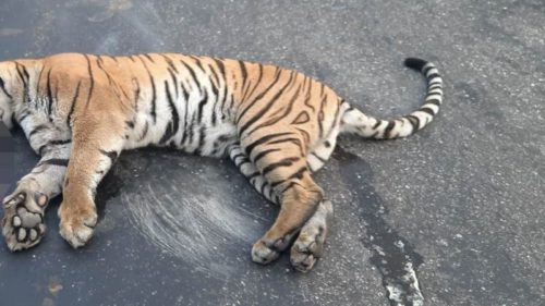 गाडीको ठक्करले बाघको मृत्यु, यसको असर किन ठूलो छ ?