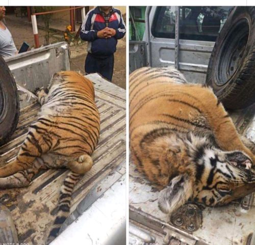 मृत अवस्थामा भेटियो भाले बाघ