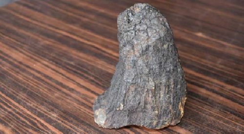 चितवन राष्ट्रिय निकुञ्जमा गैँडाको खाग भेटियो