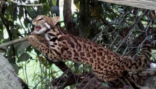 घाइते चरीबाघको मृत्यु