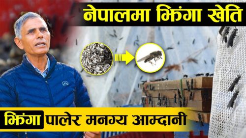 झिँगा पालेर मासिक डेढलाख आम्दानी