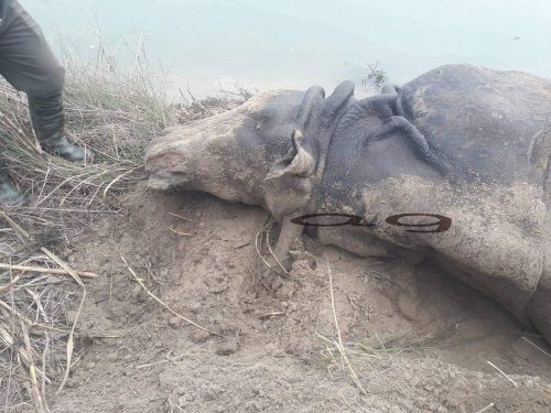 चितवन राष्ट्रिय निकुञ्जमा थप २ वटा गैंडा मरे