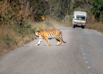 बाघको निगरानी अब उपकरणबाट