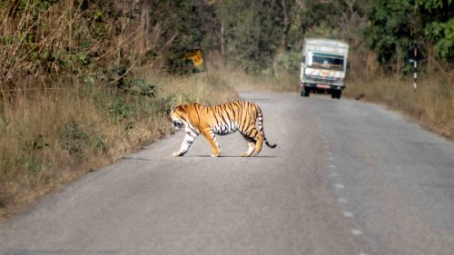 बाघको निगरानी अब उपकरणबाट