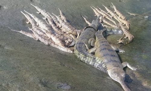 प्राकृतिक बासस्थानमा बढेनन् घडियाल