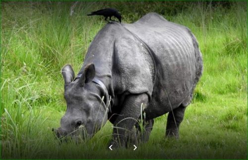 गैंडाको आक्रमणबाट ७५ वर्षीया वृद्धा गम्भीर घाईते