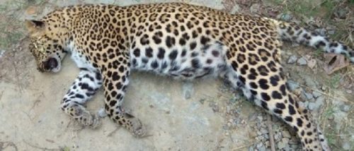 चितुवाको बच्चा  मृत अवस्थामा फेला