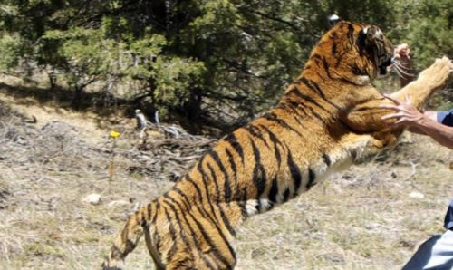 बर्दियामा बाघले फेरि मान्छे खायो, ज्यान गुमाउनेको संख्या ७ पुग्यो