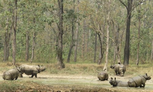 एउटै आहालमा आधा दर्जन गैंडा ( फोटो फिचर)