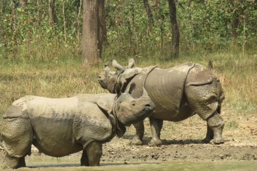 एउटै आहालमा आधा दर्जन गैंडा ( फोटो फिचर) 17