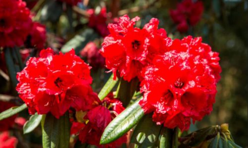 जलवायु परिवर्तनको असर : लालीगुराँस फुलेन, चुत्रो र ऐँसेलु फलेनन्
