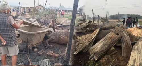 गाई फर्ममा आगलागी : १८ गाई र २ बाच्छा जलेर मरे