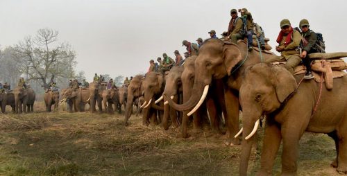 गैँडा गणना आज सकिने, भोलि नतिजा सार्वजनिक गरिने